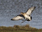 Tony Howes - Black-Tailed Godwit